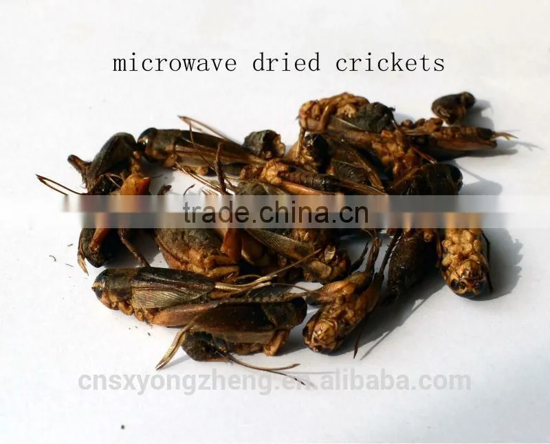animal feed manufacturer provides straightly dry crickets