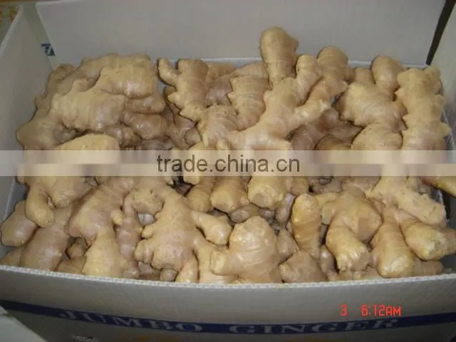 100g and up Chinese fresh ginger
