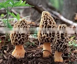 organic morels conica mushroom dried morel