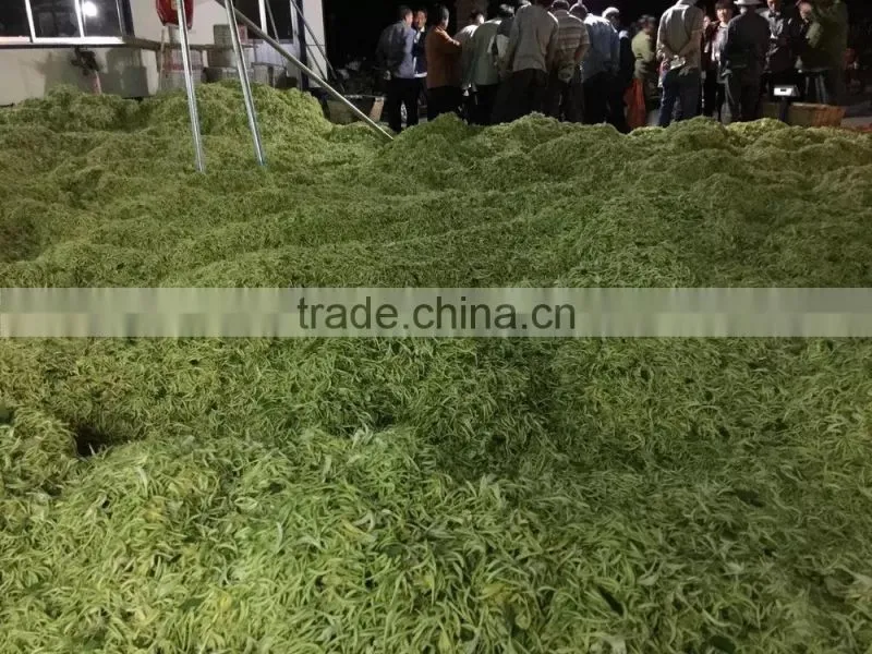 Chinese Herbal Dried Honeysuckle Flower Healthy and Natural
