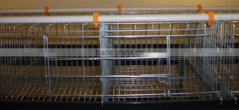 Automatic drinker system