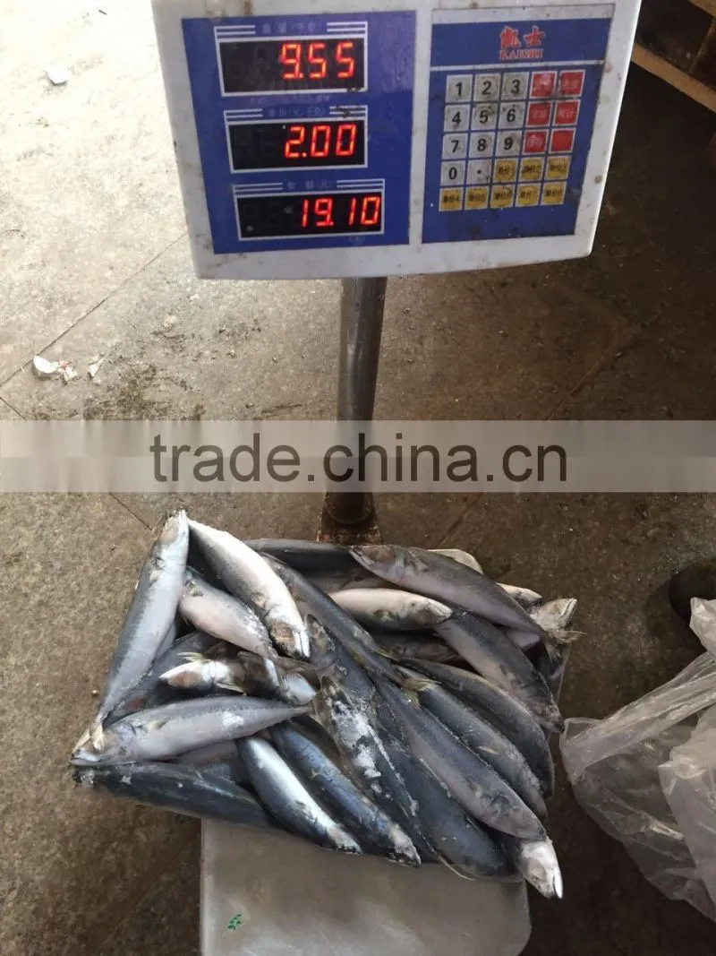 Below 150g frozen pacific mackerel