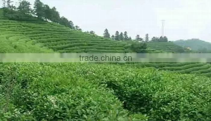 China Top Quality Yello Tea, Organic Yellow Tea--Huoshan Huangya yellow tea
