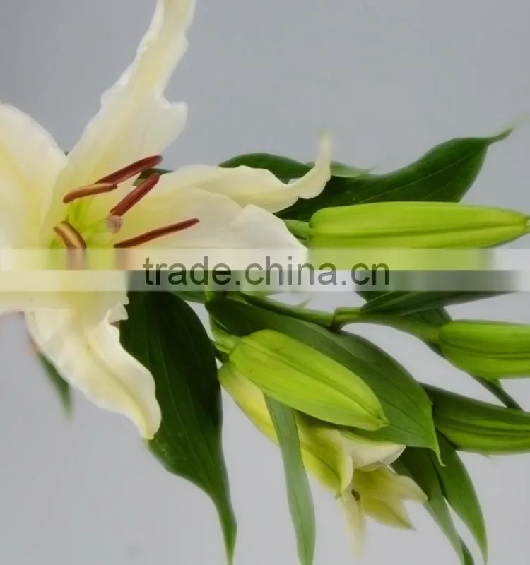 Best quality Siberia long stem white color lily