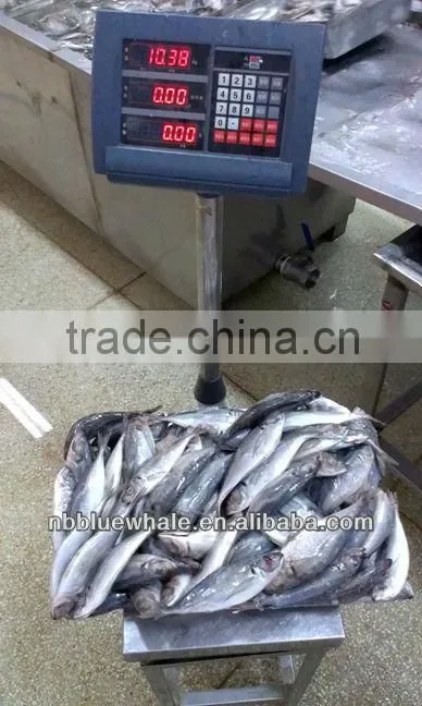 New Ningbo frozen fish brand canned mackerel