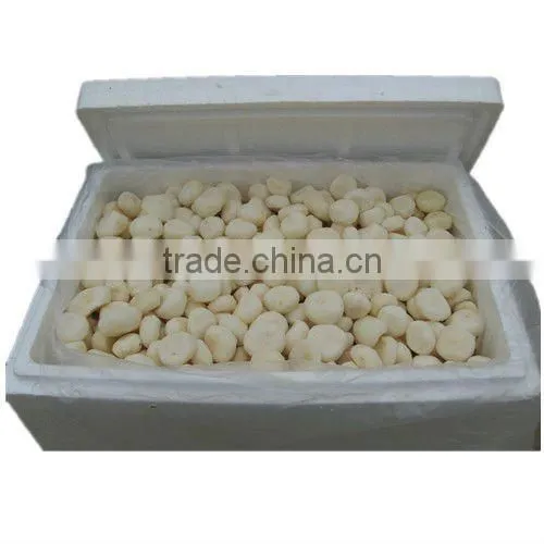 Canned water chestnut whole