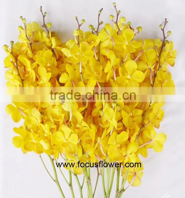 Ornamental Plants Fresh Cut Dendrobium Orchid From Kunming