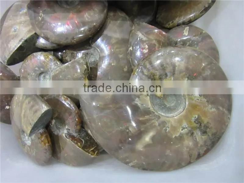 high quality conch fossil stone for home decoration