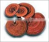 BNP Supply Reishi Mushroom Extract/chaga mushroom extract powder
