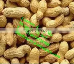 nut roasting oven/peanut roaster machine/peanut baking oven