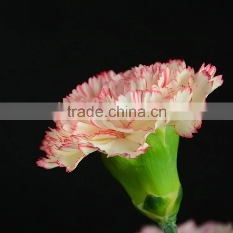 Special OEM fresh cut red pink carnations flowers