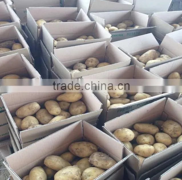 fresh yellow potato from new crop ( china origin)