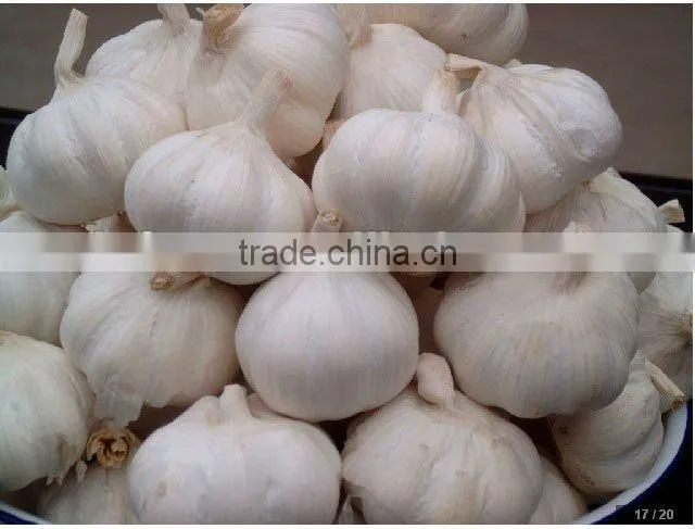 Fresh Garlic