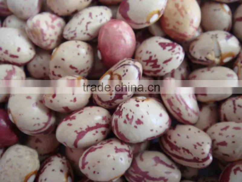speckled kidney bean