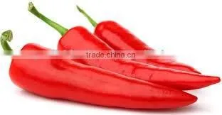 BEST PRICE VIETNAM FRESH GINGER