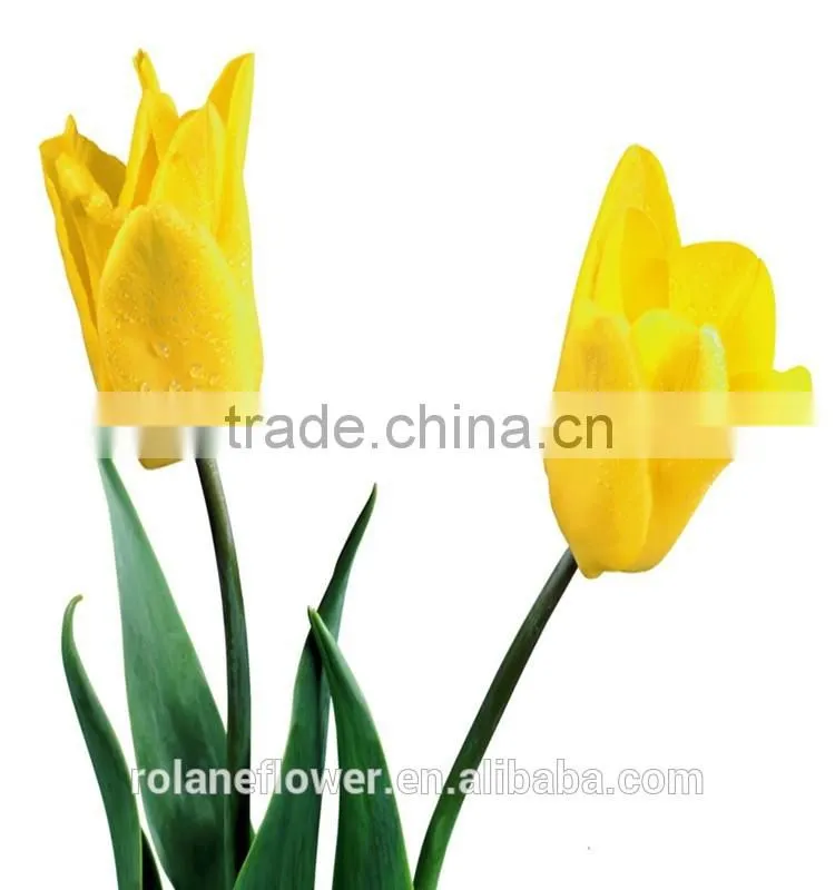 kunming suply 2016 high quality fresh cut yellow tulip plant