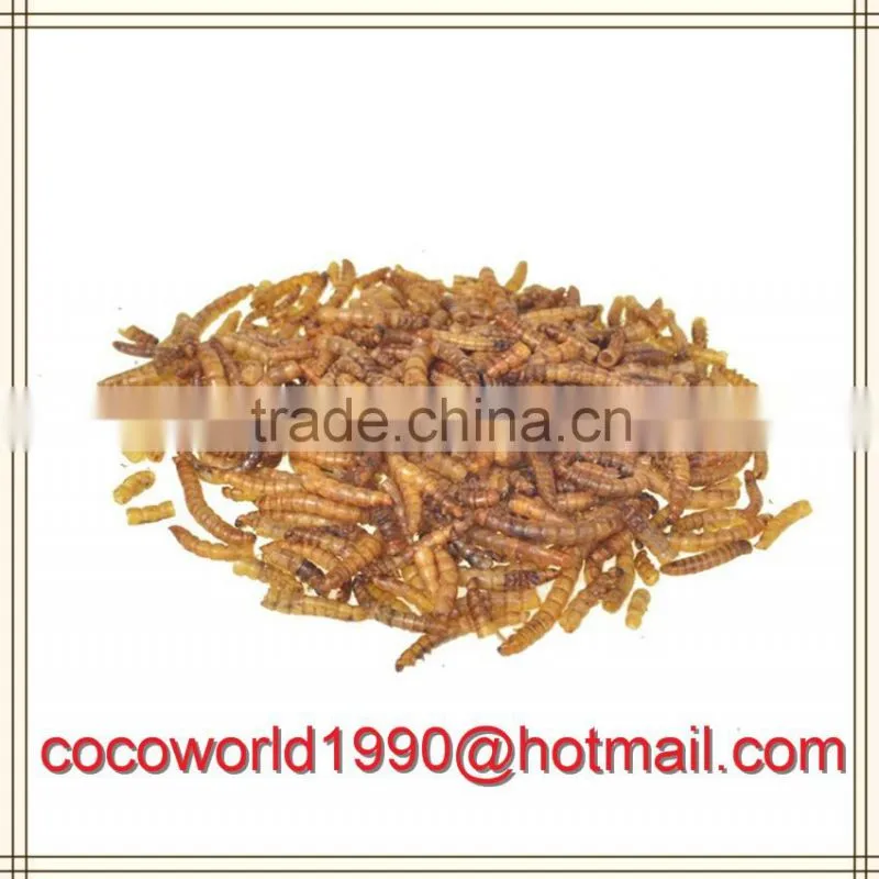 super meal worms/gut loading mealworms/how to keep mealworms