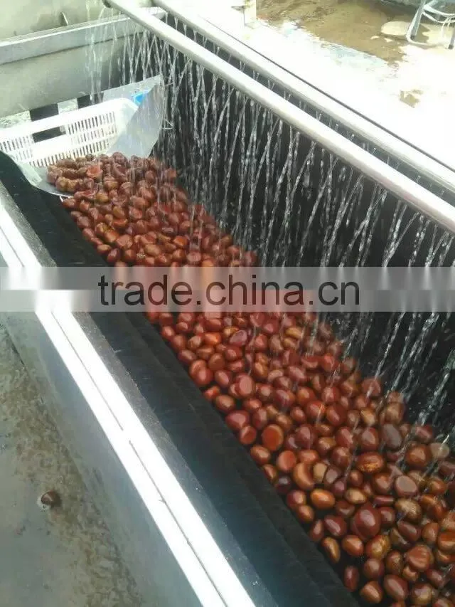 Good reputation of Chinese Fresh Chestnut in shell.