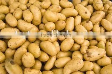 2016 Cheap Price Fresh Holland Potato