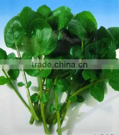 Nasturtium officinale extract