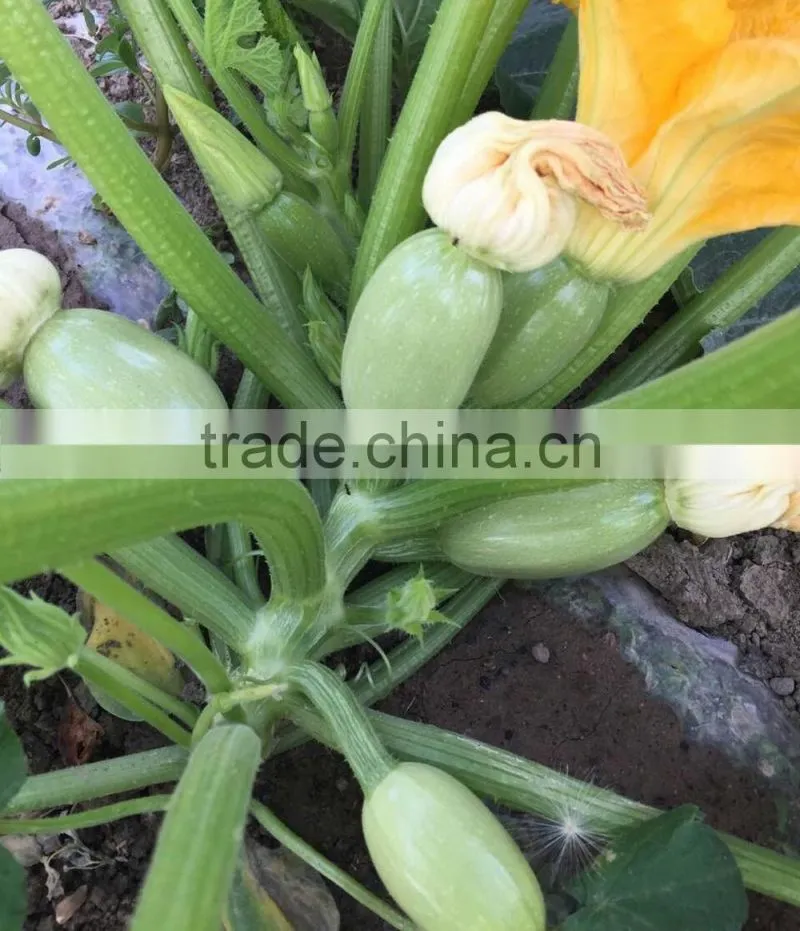 SQ16 Cuty very early maturity baby pick hybrid squash seeds