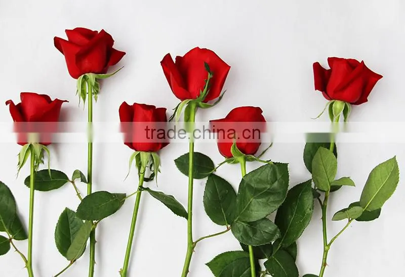 Cheap fresh red rose flowers with high quality