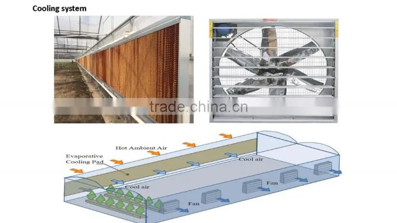 plastic film tunnel greenhouse