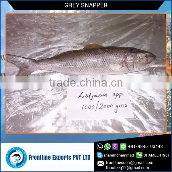 HALAL Certified Whole Frozen Grey Snapper Seller