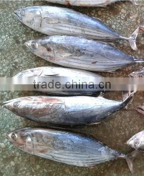 new coming seafish skipjack tuna