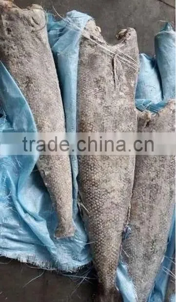 Oil Fish whole round fish