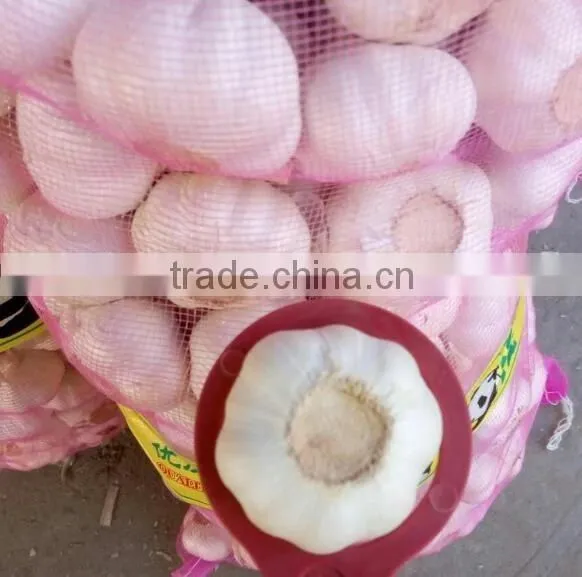 pure white garlic