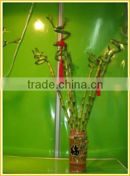 spiral lucky bamboo stem bonsai 15cm-100cm dracaena sanderiana indoor aquatic feng shui plants nursery garden decoration