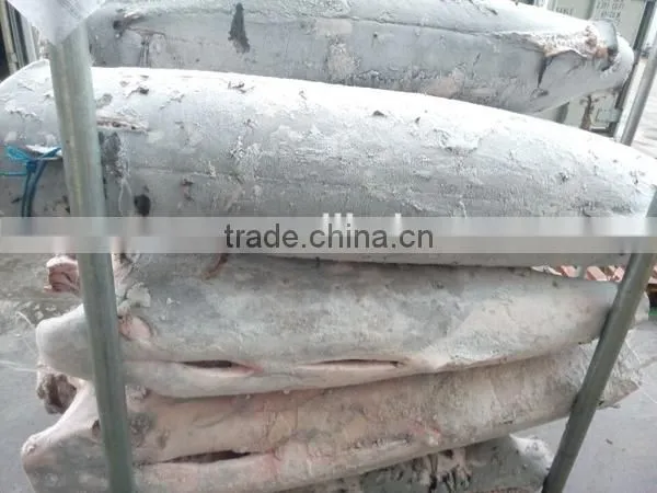 seafrozen Tetrapterus audax fresh swordfish HGT