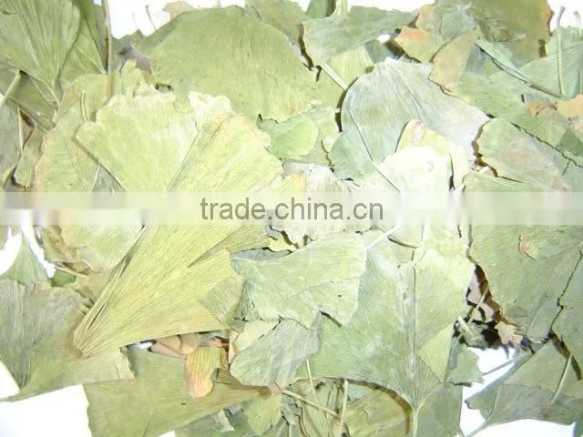 Ginkgo Biloba leaves