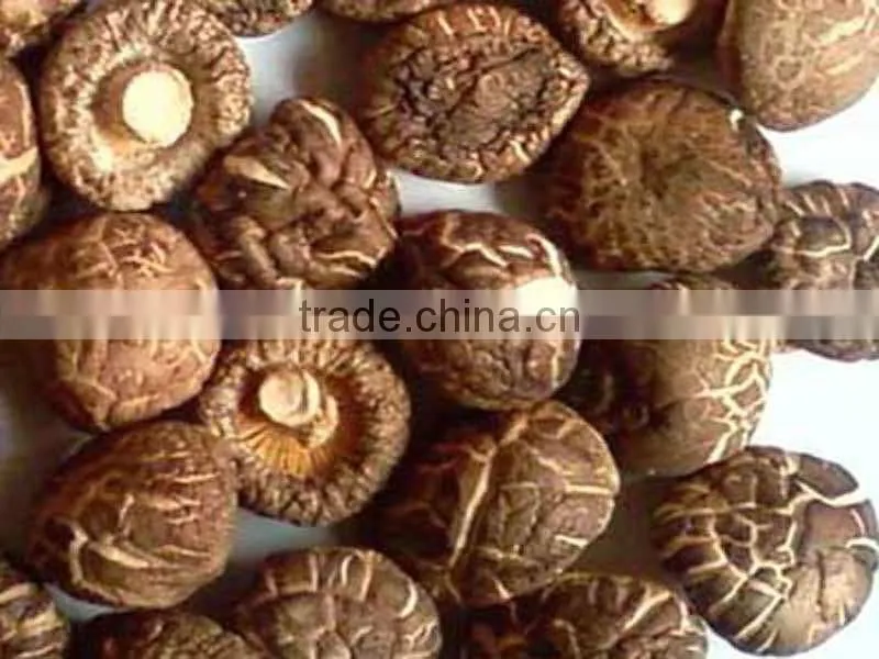 dry shitake slice dry whole shiitake cultivated mushroom