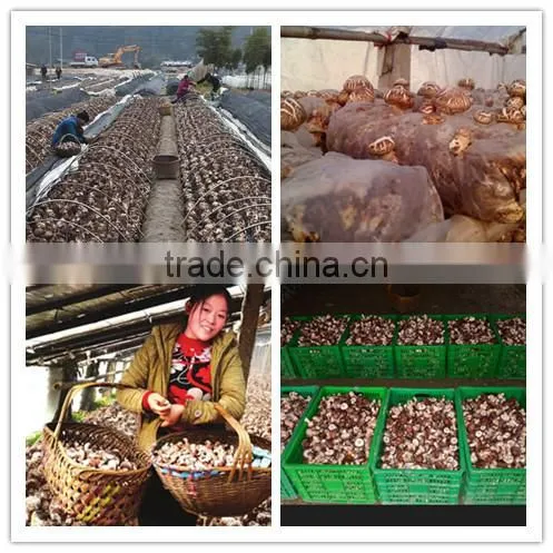 hot sale log white flower mushroom