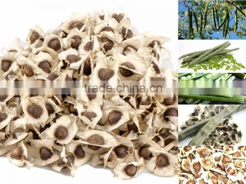 germination and plant production India Seed Indian PKM1 Moringa Oleifera Seeds