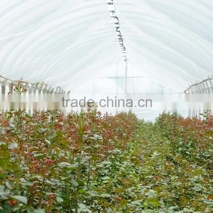 Special unique nature preserved gypsophila