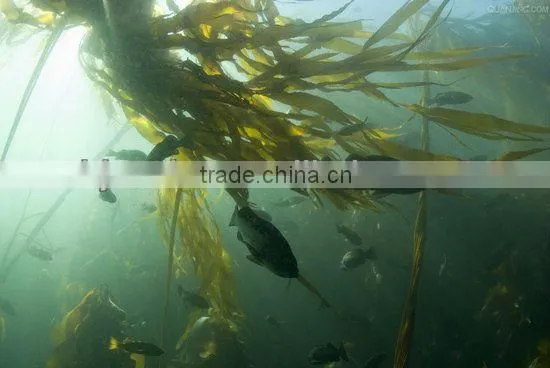 best factory supplier 100% Pure kelp extract Kelp Extract 4:1 Fucoidan 40%-95% HPLC/Kelp