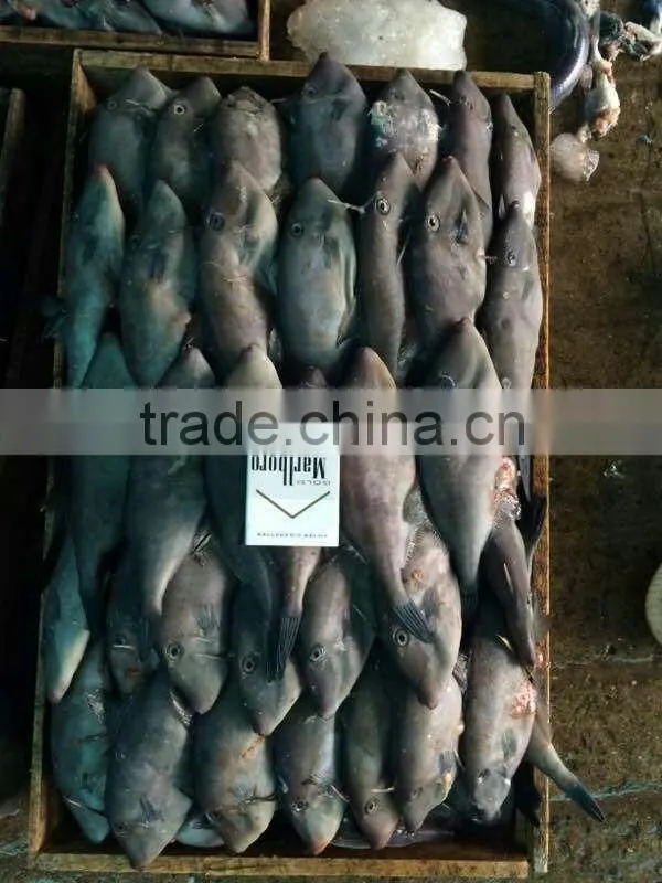 frozen leather jacket fish