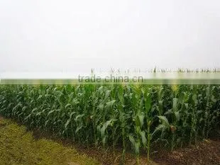 canned baby corn in brine