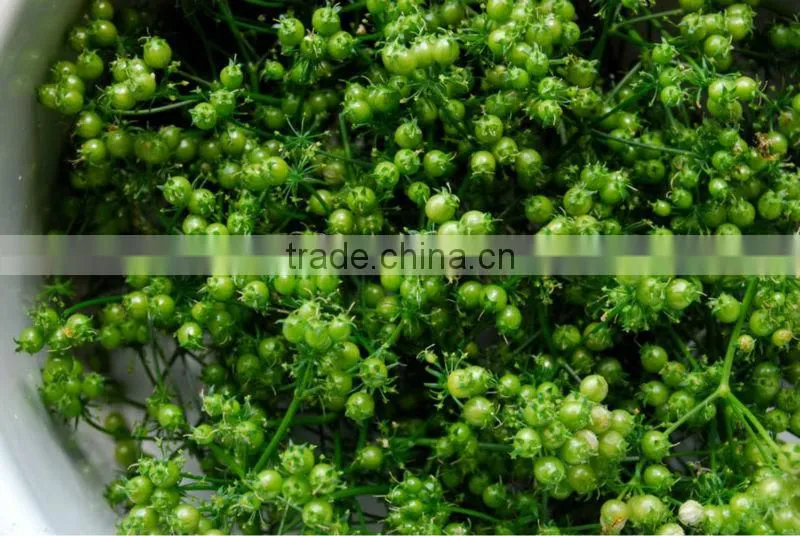 Coriander seeds