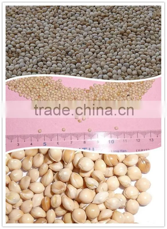 high quality white broomcorn millet (glutinous broom corn/proso millet)