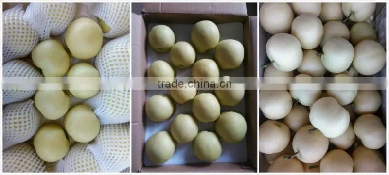new crop 2016 fresh pear