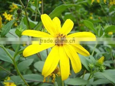 Top High Quality 95% organic natural Inulin/synanthrin from Jerusalem artichoke dietary fiber inulin powder