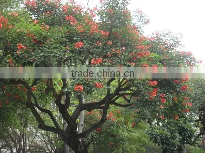 Erythrina crista-galliLinn.