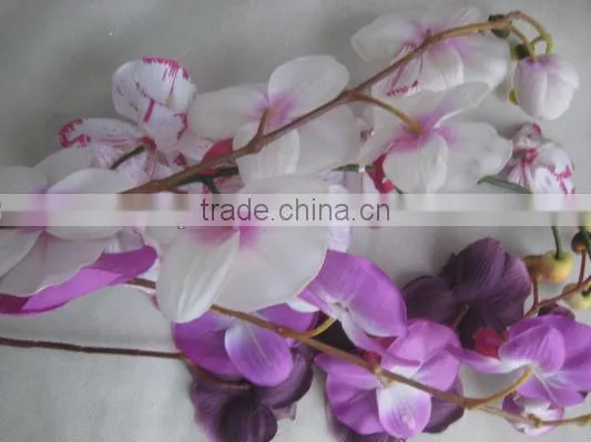 Orchid Flower