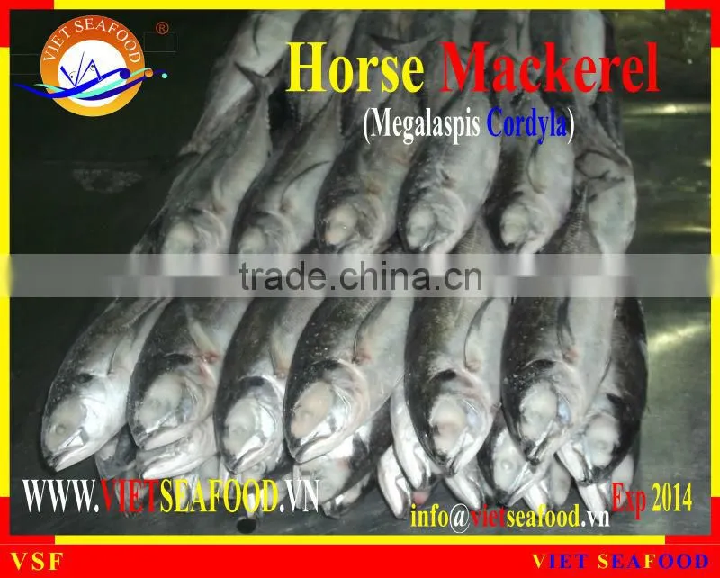 FROZEN W/R HORSE MACKEREL