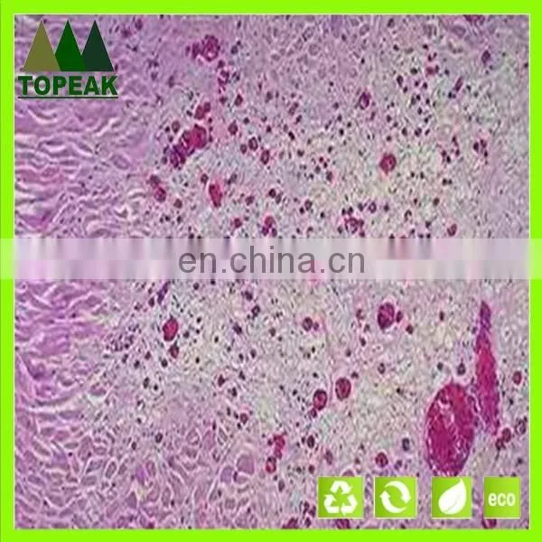 Laboratory Research Human Histology Prepared Microscope Slides educational prepared slides