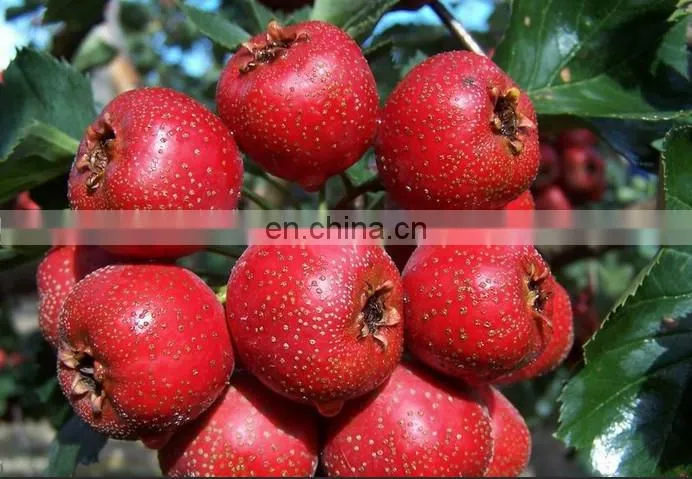 Small capacity Hawthorn juice/fresh fruit juice production line /plant /processing line /equipment